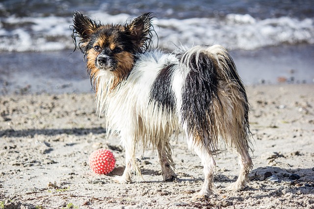 dog 1919133 640 - Lidi Balneari SUP Attrezzatura Sport Mare - Stabilimenti Mare Lago Mondo Balneare