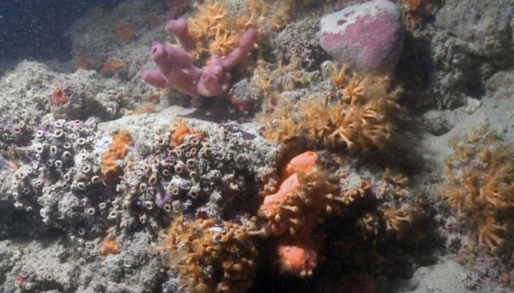 scoperta unincredibile barriera corallina al largo della puglia - Lidi Balneari SUP Attrezzatura Sport Mare - Stabilimenti Mare Lago Mondo Balneare