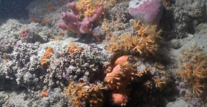 scoperta unincredibile barriera corallina al largo della puglia - Lidi Balneari SUP Attrezzatura Sport Mare - Stabilimenti Mare Lago Mondo Balneare